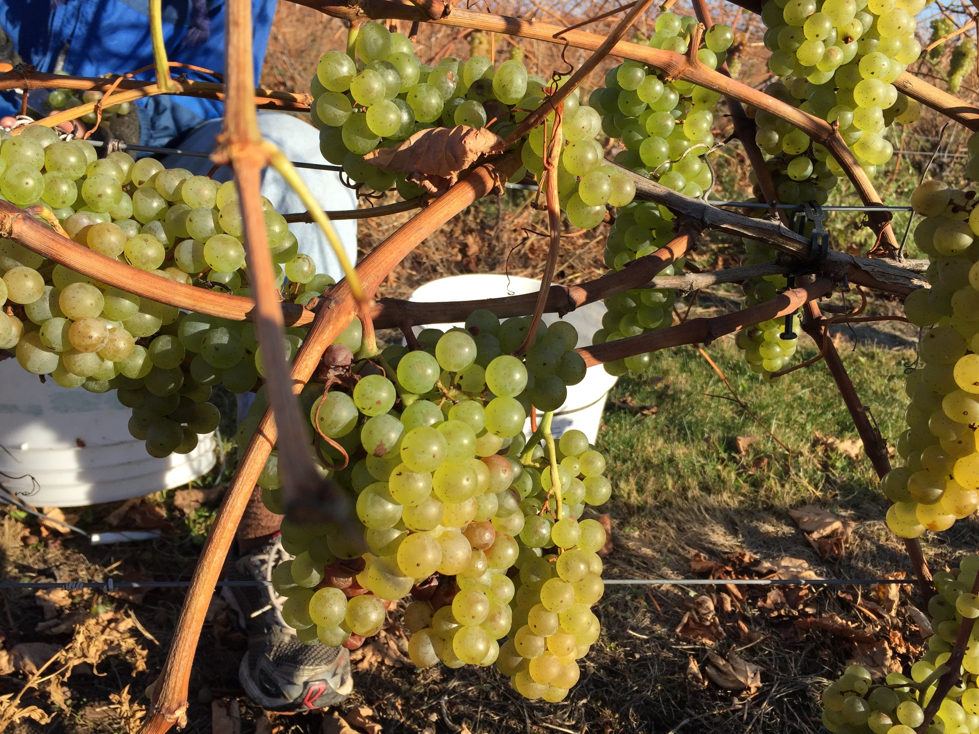 What Kind of Wine is Vidal Blanc?